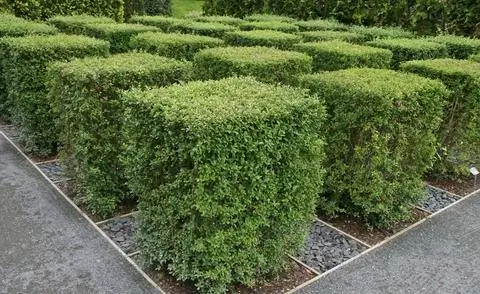 Топиарий Обыкновенная Бирючина