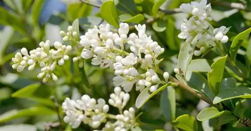 Обыкновенная бирючина