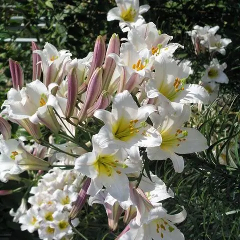 Цветущие королевские лилии