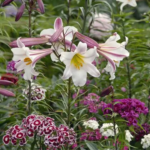 Королевские лилии и сладкий Уильям