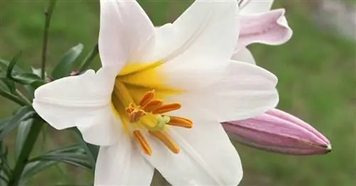 Королевская лилия