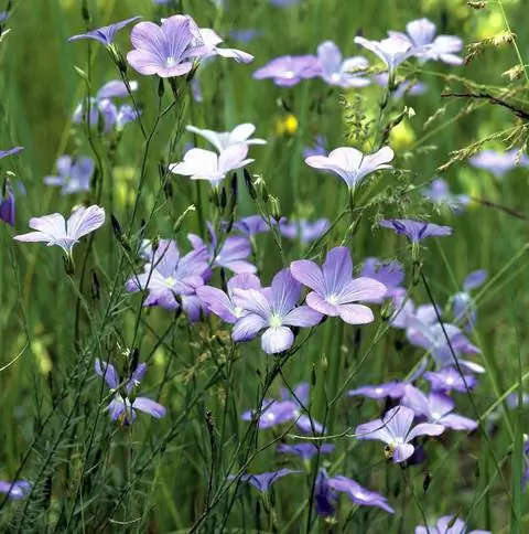 Цветы многолетнего льна