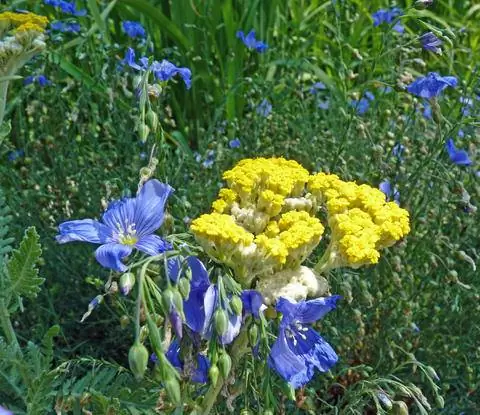 Linum perenne 'Sapphire' и Achillea filipendulina 'Parkers'
