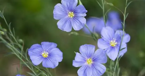 Лен многолетний