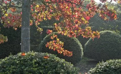 Сладкая камедь и тисовые шарики