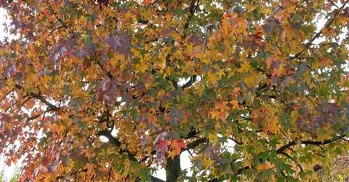 Американская сладкая жевательная резинка