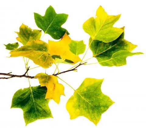 листья тюльпанового дерева