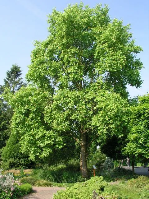 Взрослое тюльпановое дерево