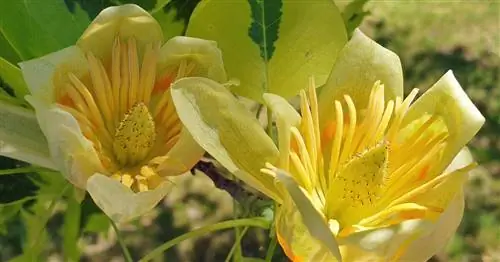 Тюльпановое дерево