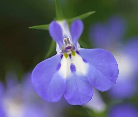 цветок лобелии