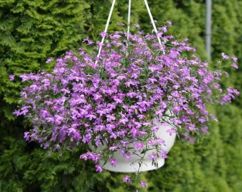 Подвесная корзина с мужской верностью