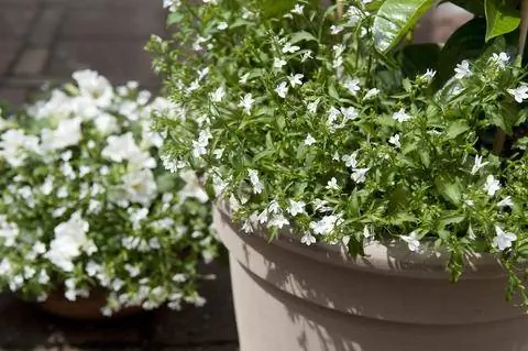 Верный белый мужчина