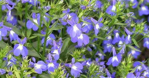 Верная мужчинам, лобелия