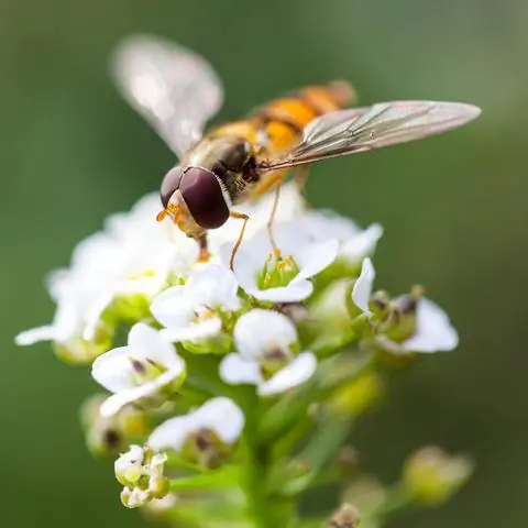Журочка на цветке душистого паукообразного