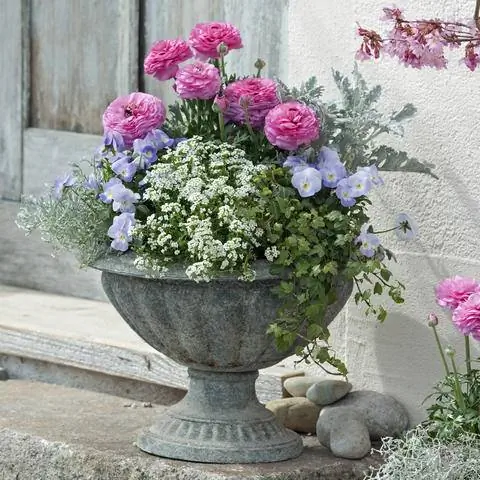 Цветочное веретено, засаженное душистым камнем, богатым