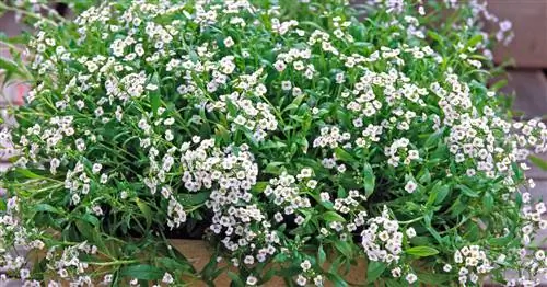 Ароматный камень, серебряная трава