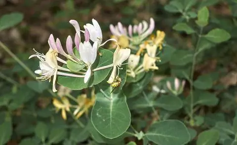 Цветы Lonicera caprifolium