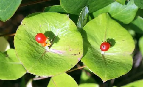 Ягоды жимолости