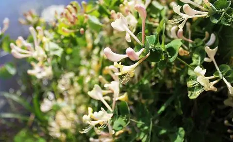 Чем дольше вы предпочитаете