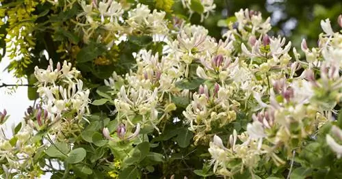 Jelängerjelieber, жимолость