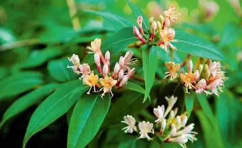 Цветы вечнозеленой жимолости