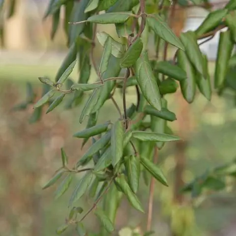 Вьющееся растение Вечнозеленая жимолость