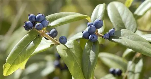 Вечнозеленая жимолость