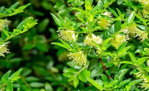 Цветы живого мирта