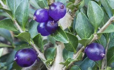 Плоды Lonicera pilata