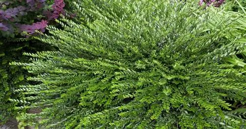 Банковский мирт, вечнозеленая жимолость ползучая