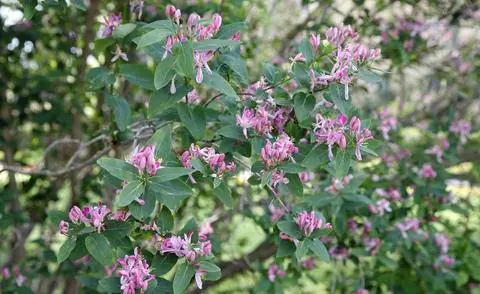 Цветущая татарская жимолость в тени