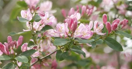 Жимолость татарская