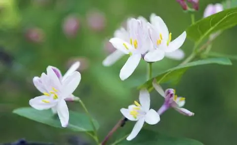 Красные цветы жимолости