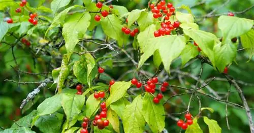 Жимолость красная