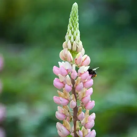 Насекомое на цветке многолетнего люпина
