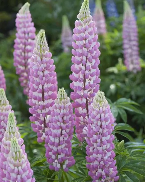 Сорт Lupinus polyphyllus 'Schlossfrau