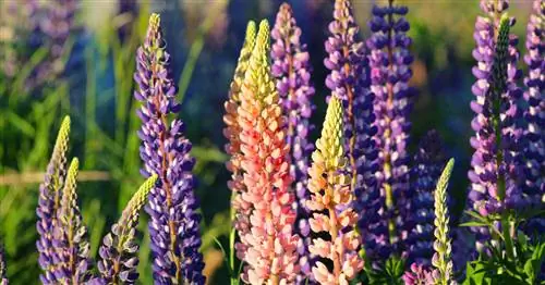 Люпин многолетний, люпин садовый
