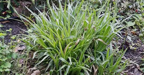 Лесной мрамор, Лесная роща