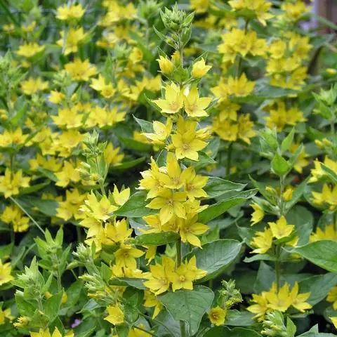 пятилепестковые цветки Lysimachia punctata