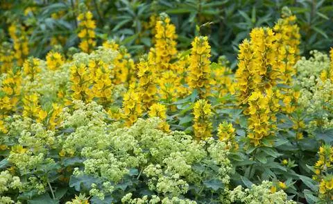 Вербейник желтый и манжетка обыкновенная как партнеры по посадке