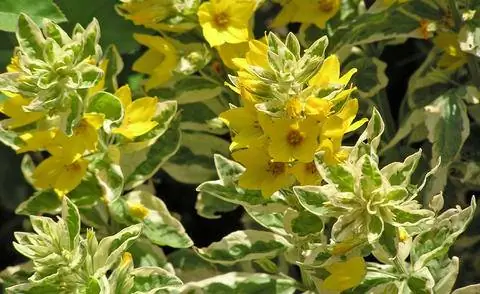 Лисимахия точечная 'Александр'