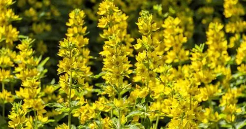 Вербейник, Пятнистый вербейник