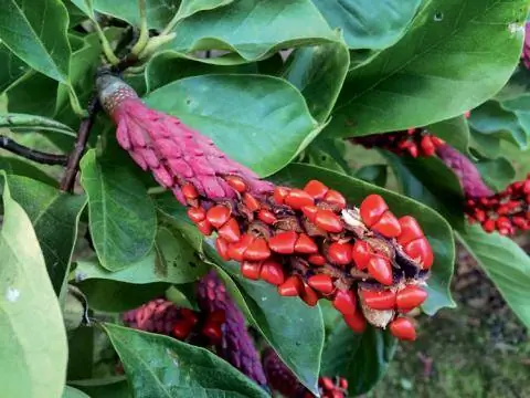 плоды магнолии