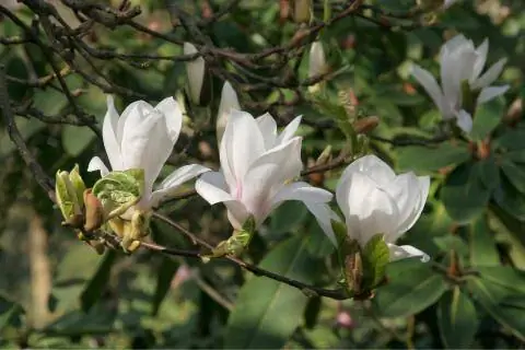 цветы магнолии