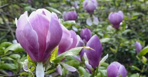 Тюльпан Магнолия, Садовая Магнолия