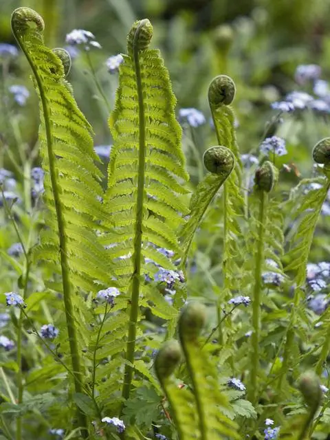распустившиеся листья страусиного папоротника