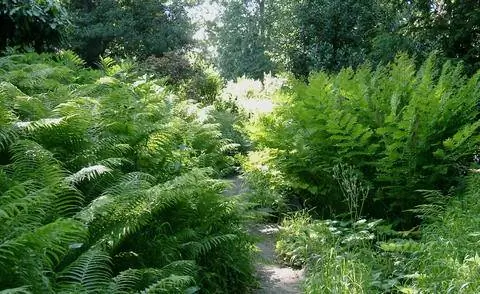 Страусиный папоротник хорошо подходит для подсадки деревьев