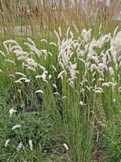 Цветущая жемчужная трава для ресниц