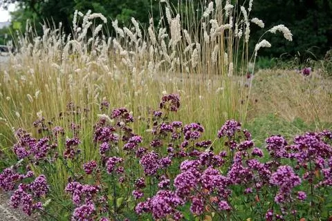 Melica ciliata рядом с цветочным кустом 'Rosendome'