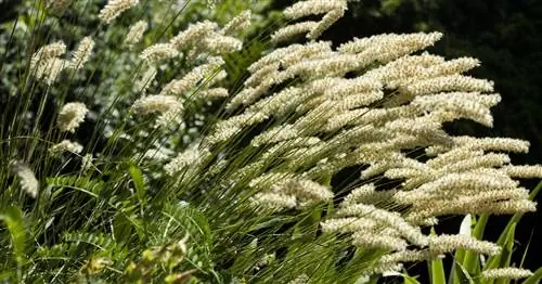 Жемчужная трава для ресниц